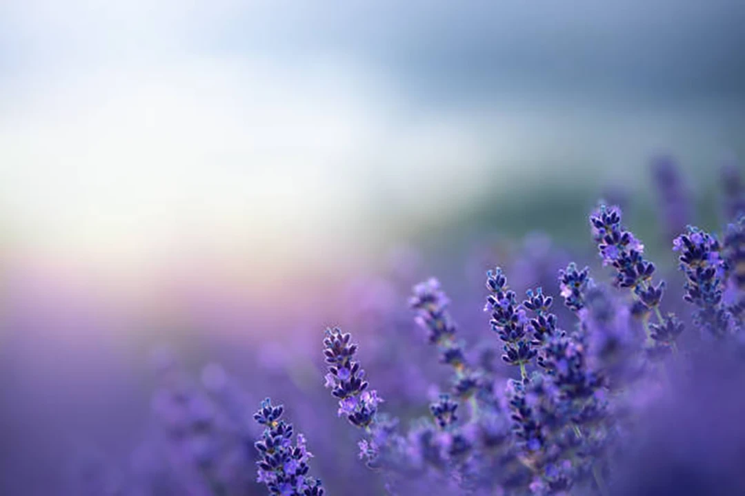 Lavender