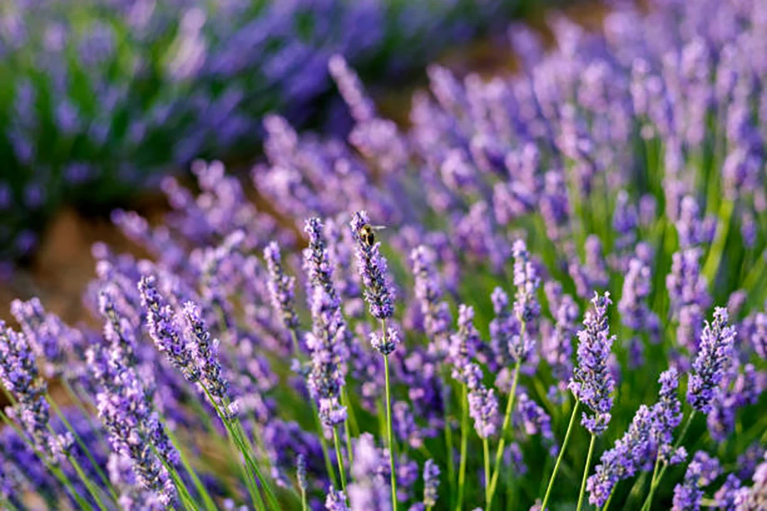 Lavender