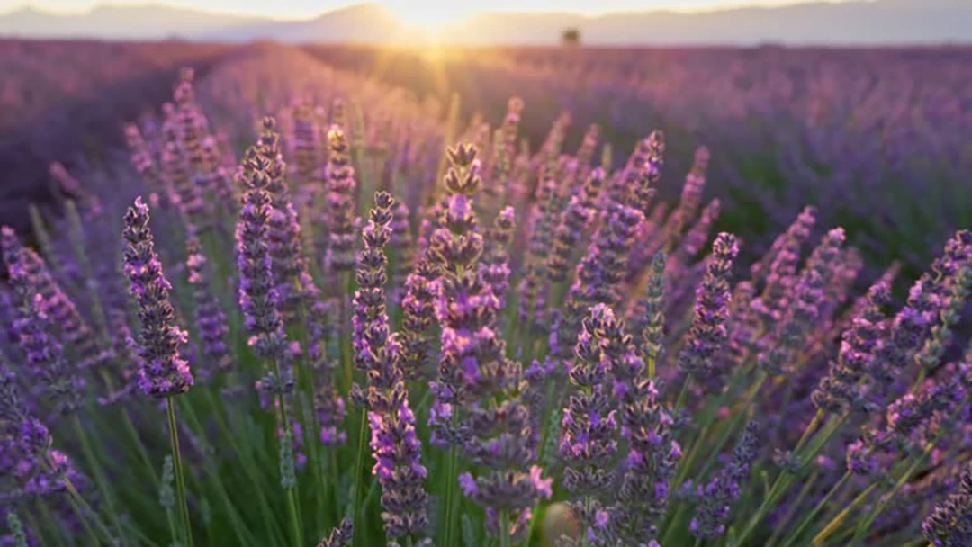 Lavender