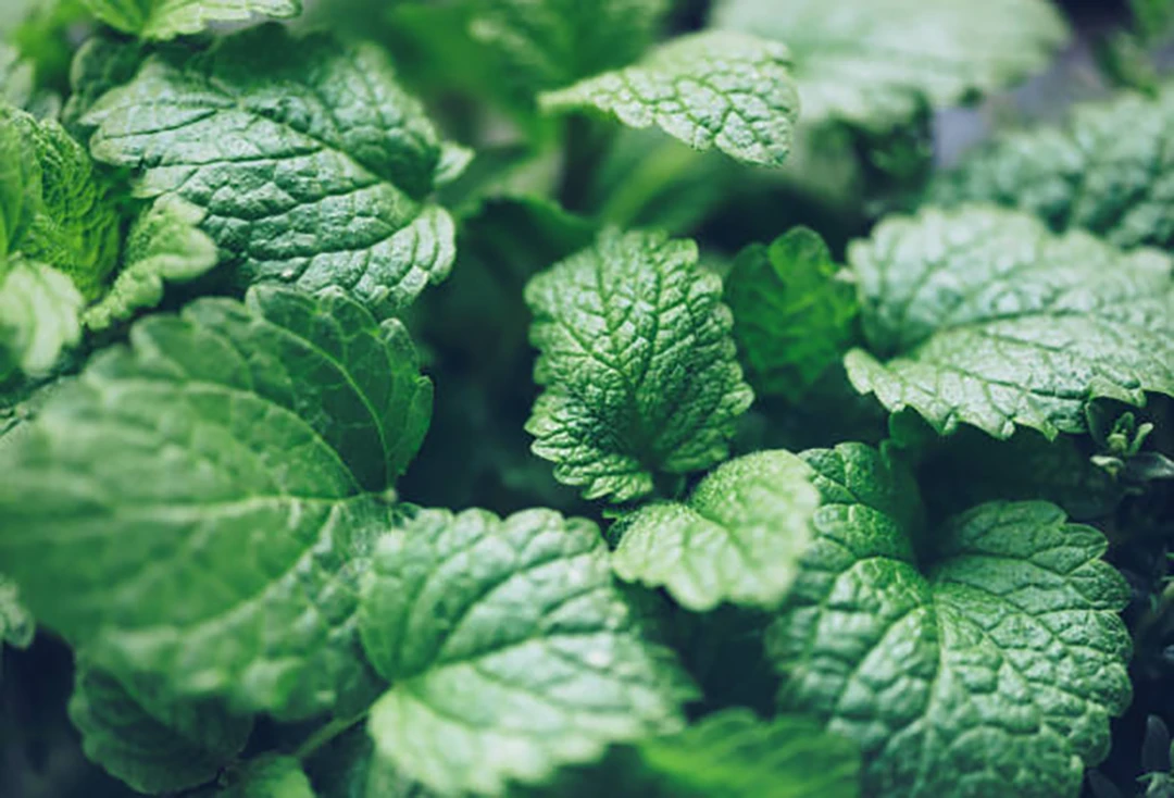 Lemon Balm