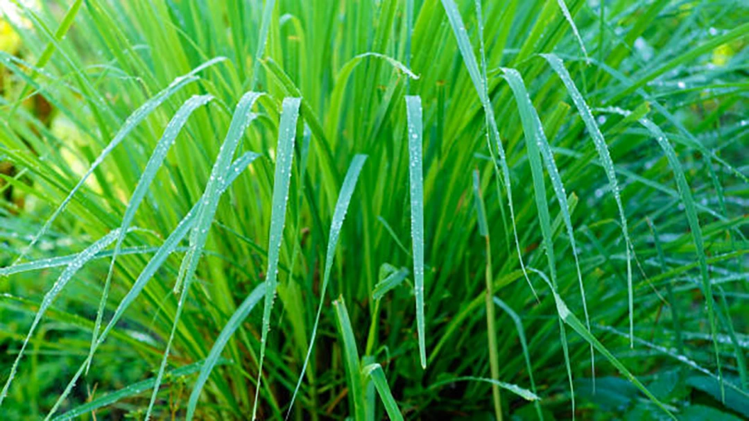 Lemon Grass