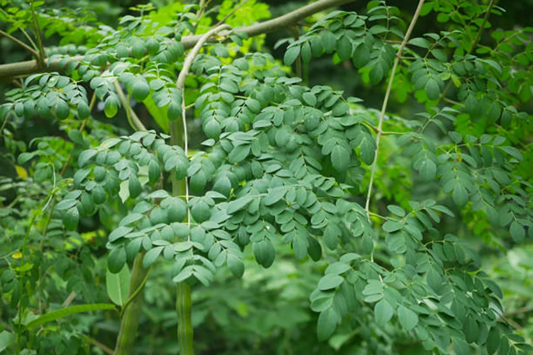 Moringa oleifera