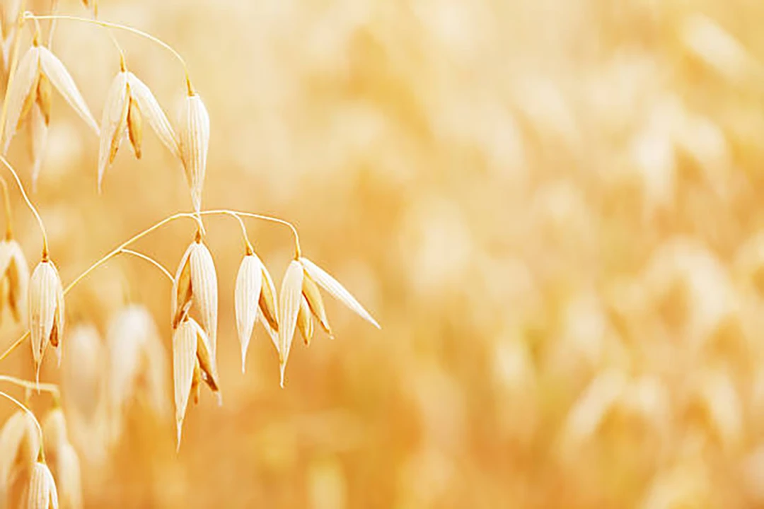 Oat Straw