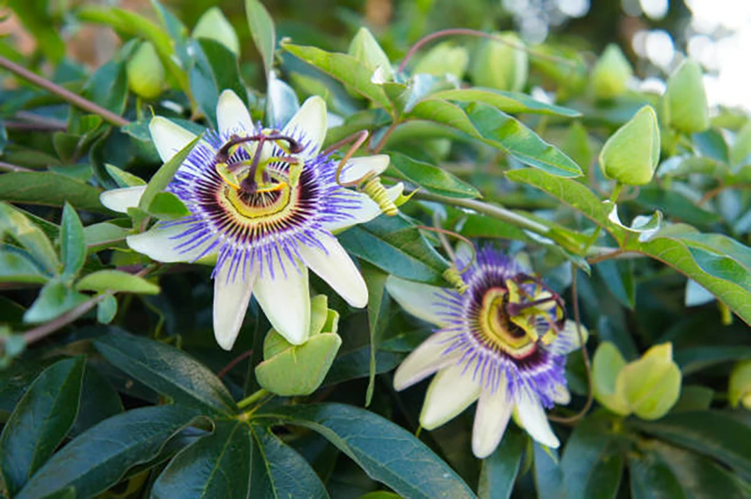 Passionflower
