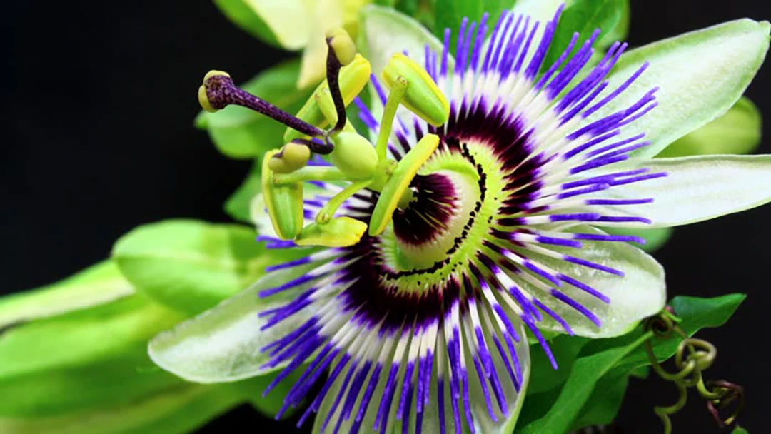 Passionflower