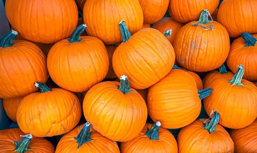 Pumpkin