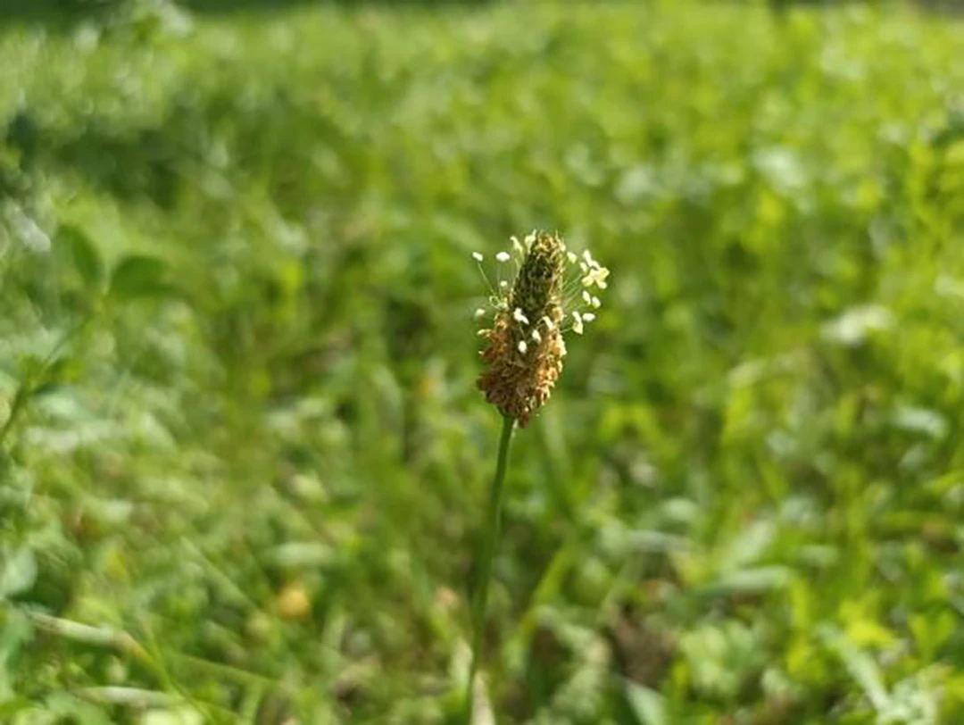 Ribwort