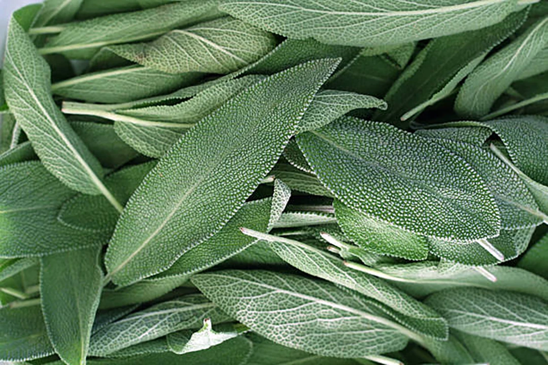 Sage