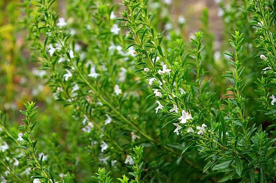 Satureja khuzestanica