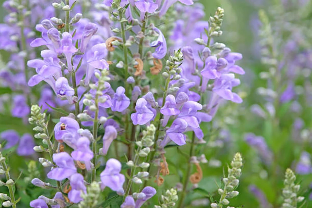 Scutellaria