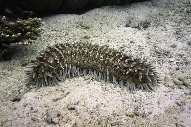 Sea cucumber (Holothuroidea)