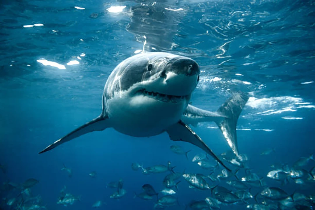 Shark