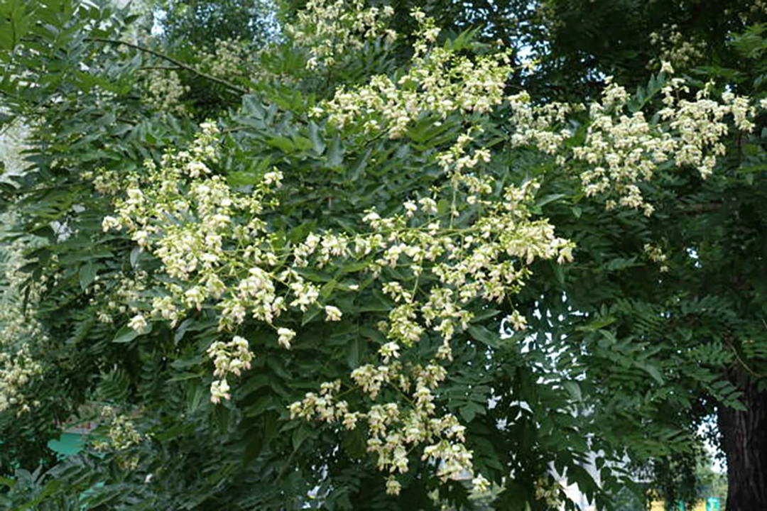 Sophora japonica