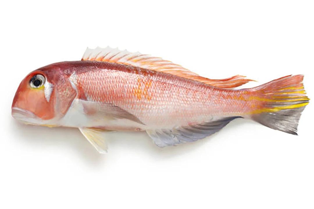 Tilefish