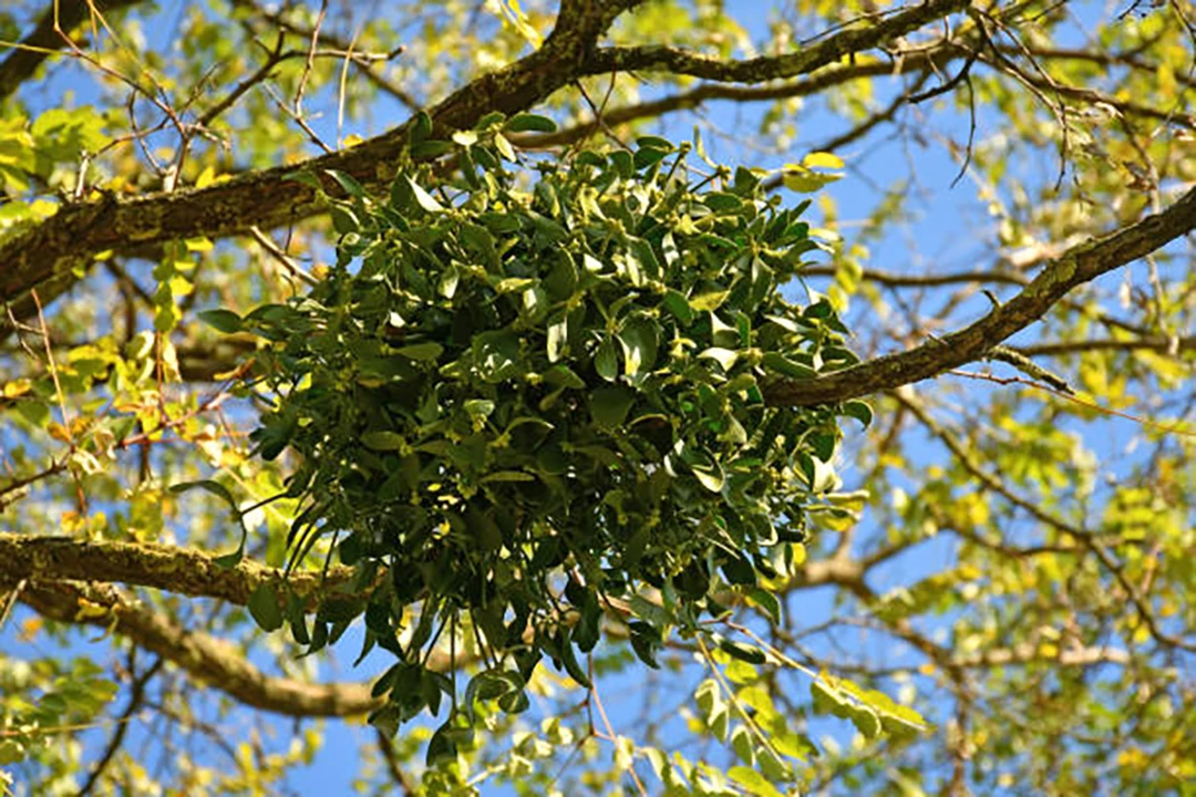 Viscum album