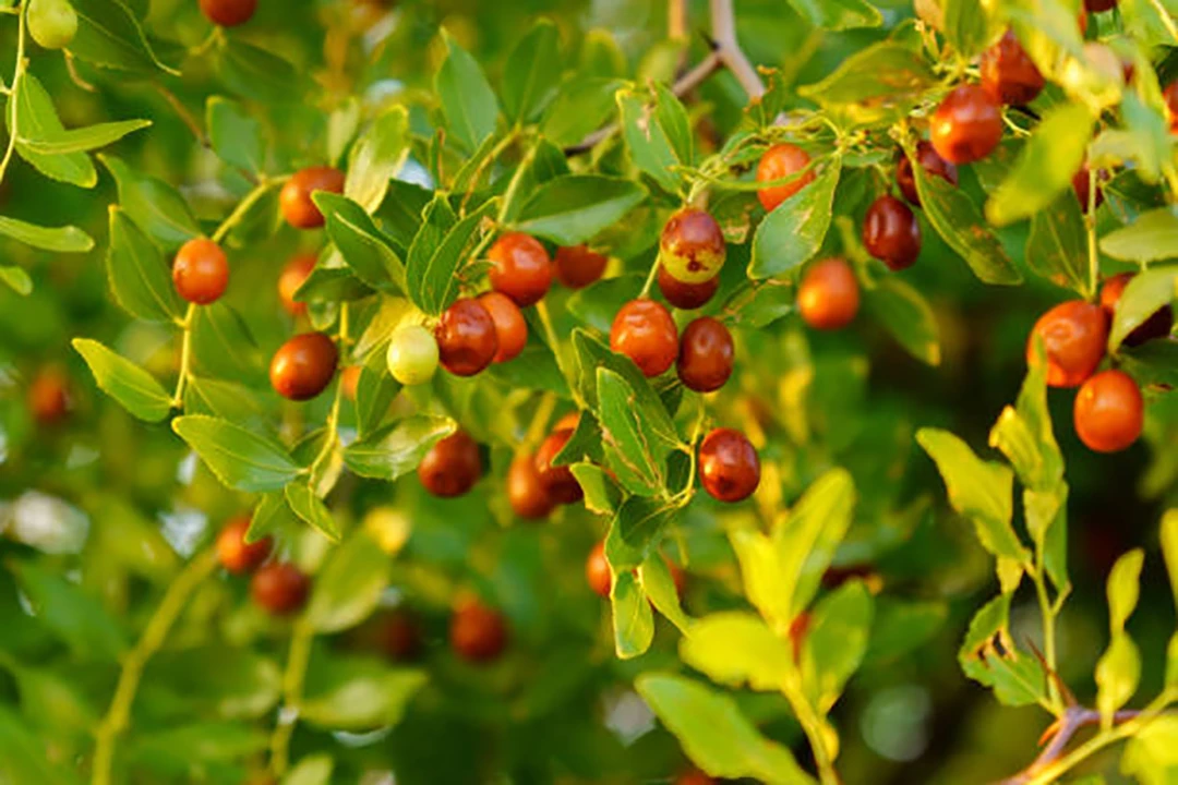 Ziziphus jujuba
